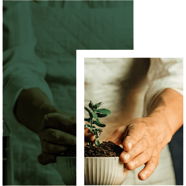 hands potting plant