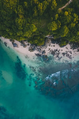 beach shore and trees