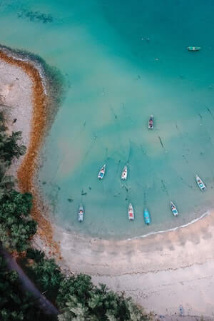 beach shore and trees