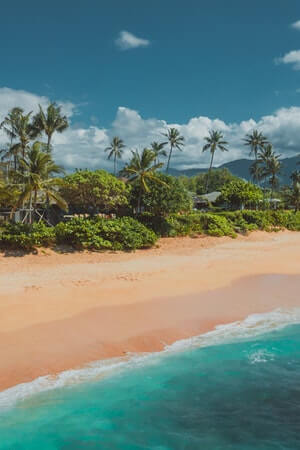 beach shore and trees